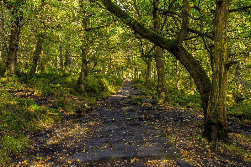 Padley Gorge